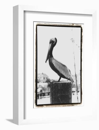 Pelican Perch-Laura Denardo-Framed Photographic Print