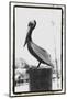 Pelican Perch-Laura Denardo-Mounted Photographic Print