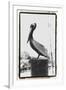 Pelican Perch-Laura Denardo-Framed Photographic Print