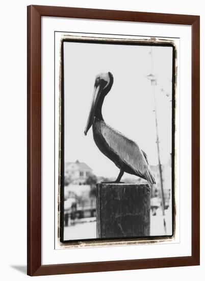 Pelican Perch-Laura Denardo-Framed Photographic Print