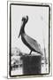 Pelican Perch-Laura Denardo-Mounted Photographic Print