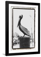 Pelican Perch-Laura Denardo-Framed Photographic Print