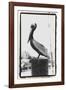 Pelican Perch-Laura Denardo-Framed Photographic Print