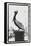 Pelican Perch-Laura Denardo-Framed Stretched Canvas