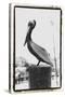 Pelican Perch-Laura Denardo-Stretched Canvas