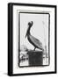 Pelican Perch-Laura Denardo-Framed Photographic Print