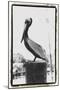 Pelican Perch-Laura Denardo-Mounted Photographic Print