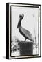 Pelican Perch-Laura Denardo-Framed Stretched Canvas