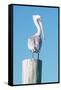 Pelican Perched I-Kathy Mansfield-Framed Stretched Canvas