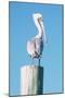 Pelican Perched I-Kathy Mansfield-Mounted Art Print