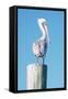 Pelican Perched I-Kathy Mansfield-Framed Stretched Canvas