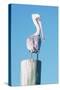 Pelican Perched I-Kathy Mansfield-Stretched Canvas