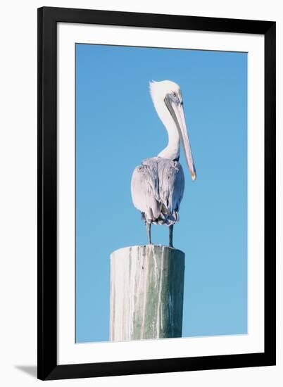 Pelican Perched I-Kathy Mansfield-Framed Art Print