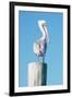 Pelican Perched I-Kathy Mansfield-Framed Art Print