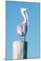 Pelican Perched I-Kathy Mansfield-Mounted Art Print