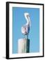 Pelican Perched I-Kathy Mansfield-Framed Art Print