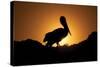 Pelican Silhouette I-Erin Berzel-Stretched Canvas