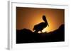 Pelican Silhouette I-Erin Berzel-Framed Photographic Print