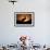 Pelican Silhouette I-Erin Berzel-Framed Photographic Print displayed on a wall
