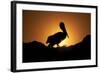 Pelican Silhouette I-Erin Berzel-Framed Photographic Print