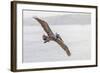 Pelican Spread-Chris Moyer-Framed Photographic Print