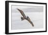 Pelican Spread-Chris Moyer-Framed Photographic Print