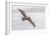 Pelican Spread-Chris Moyer-Framed Photographic Print