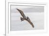 Pelican Spread-Chris Moyer-Framed Photographic Print