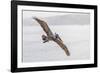 Pelican Spread-Chris Moyer-Framed Photographic Print