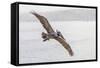 Pelican Spread-Chris Moyer-Framed Stretched Canvas