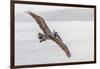 Pelican Spread-Chris Moyer-Framed Photographic Print