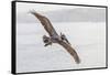 Pelican Spread-Chris Moyer-Framed Stretched Canvas