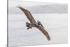 Pelican Spread-Chris Moyer-Stretched Canvas