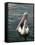 Pelican, Sydney Harbor, Australia-David Wall-Framed Stretched Canvas