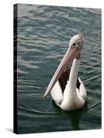Pelican, Sydney Harbor, Australia-David Wall-Stretched Canvas