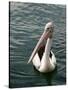 Pelican, Sydney Harbor, Australia-David Wall-Stretched Canvas