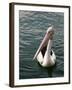 Pelican, Sydney Harbor, Australia-David Wall-Framed Photographic Print