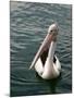 Pelican, Sydney Harbor, Australia-David Wall-Mounted Photographic Print