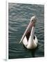 Pelican, Sydney Harbor, Australia-David Wall-Framed Photographic Print