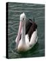 Pelican, Sydney Harbor, Australia-David Wall-Stretched Canvas