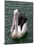 Pelican, Sydney Harbor, Australia-David Wall-Mounted Photographic Print