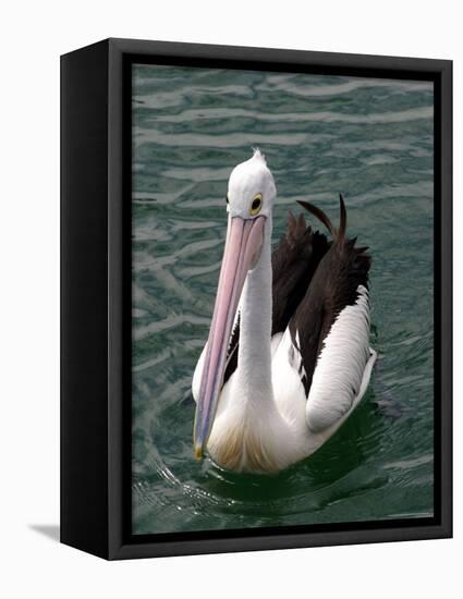 Pelican, Sydney Harbor, Australia-David Wall-Framed Stretched Canvas