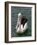 Pelican, Sydney Harbor, Australia-David Wall-Framed Photographic Print