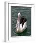 Pelican, Sydney Harbor, Australia-David Wall-Framed Photographic Print