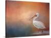 Pelican Walk-Jai Johnson-Stretched Canvas