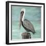Pelican Way I-Julie DeRice-Framed Art Print