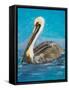 Pelican Way II-Julie DeRice-Framed Stretched Canvas