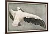 Pelican with Outspread Wings-Walther Klemm-Framed Photographic Print