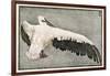 Pelican with Outspread Wings-Walther Klemm-Framed Photographic Print