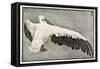 Pelican with Outspread Wings-Walther Klemm-Framed Stretched Canvas